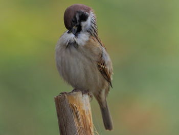 Close-up of bird perching on wooden post