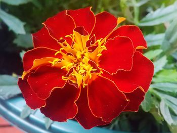 Close-up of red flower blooming outdoors