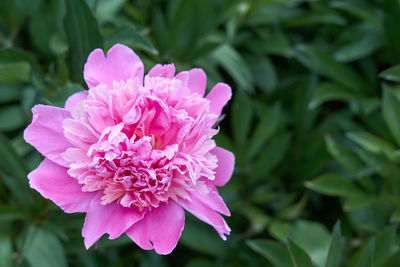 Close-up of pink flower