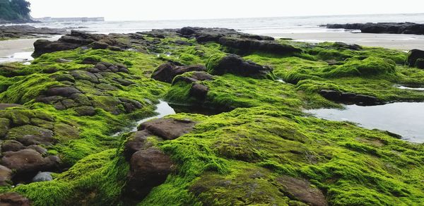 Scenic view of rocks on beach