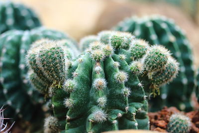 Close-up of succulent plant