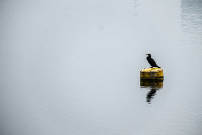 Bird flying over water