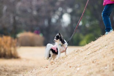 Dog playing on field