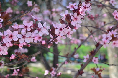 Close-up of pink cherry blossoms in spring