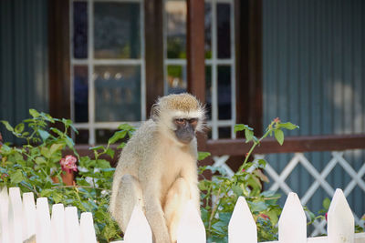 Monkey looking 