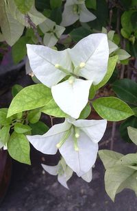 Close-up of white flower blooming outdoors