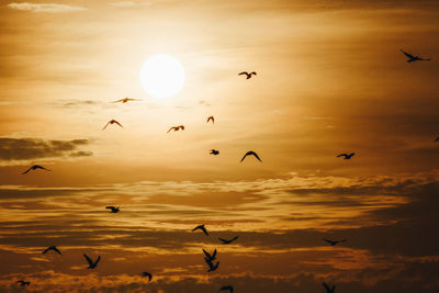 Seagulls flying in sky during sunset