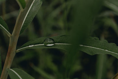 Close-up of plant