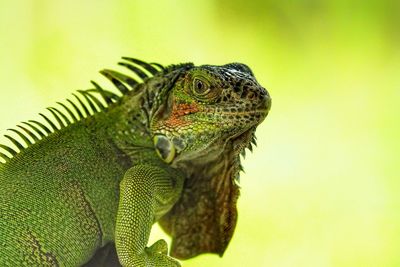 Close-up of a lizard