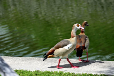 View of birds on lakeshore