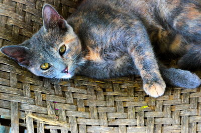 Close-up portrait of cat