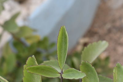 Close-up of succulent plant