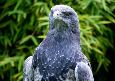 Close-up of a bird looking away