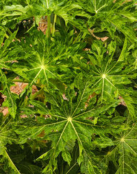 High angle view of plant growing on field