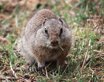 Close-up of rabbit on field