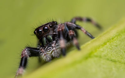 Close-up of spider