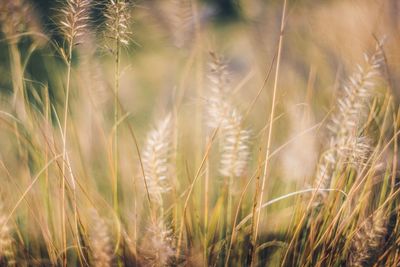 Close-up of stalks in field