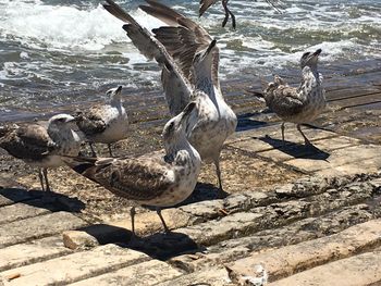 Birds at lakeshore