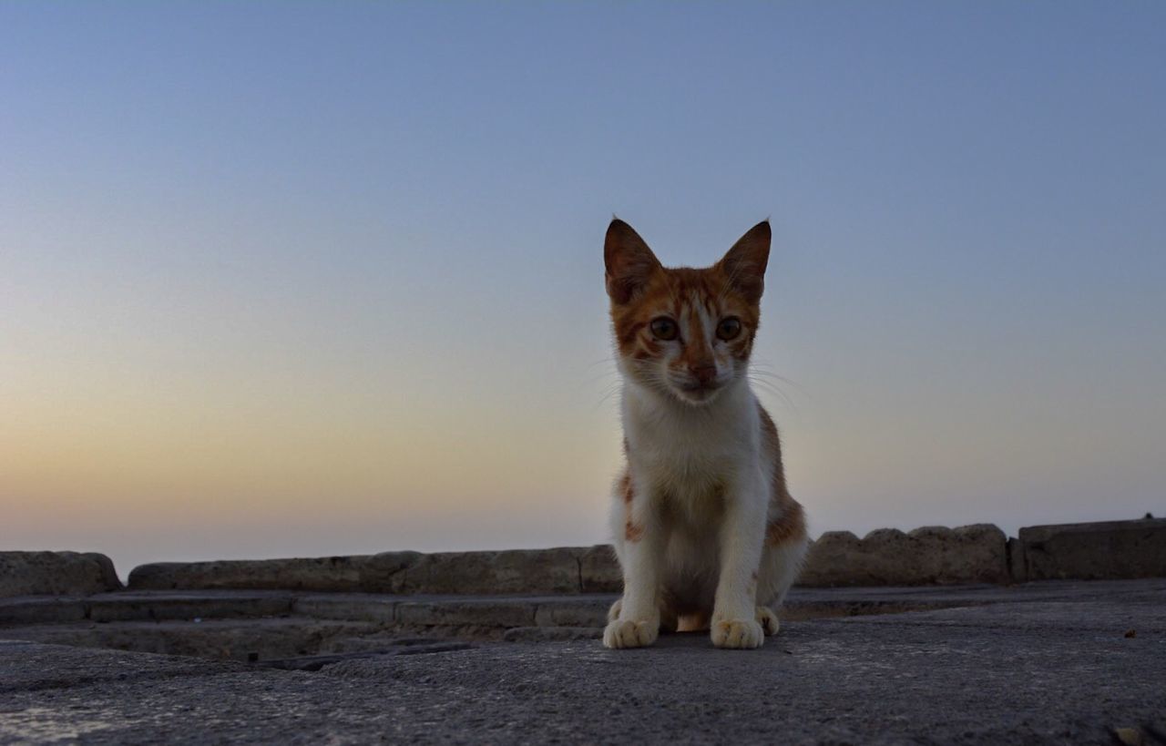 one animal, pets, domestic animals, mammal, animal themes, clear sky, domestic cat, copy space, portrait, cat, looking at camera, feline, sitting, front view, no people, field, outdoors, full length, alertness