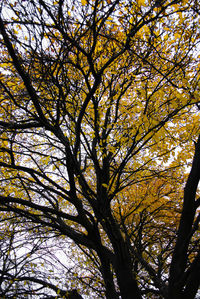 Low angle view of tree against sky