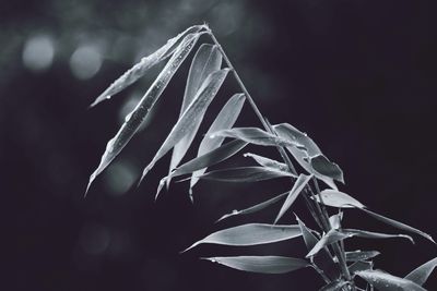 Close-up of flowering plant