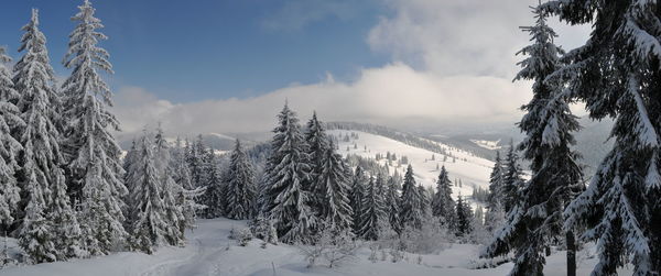 Trees on snow covered landscape against sky