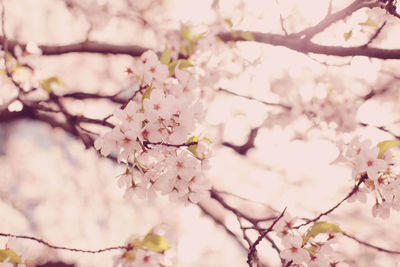 Low angle view of apple blossoms in spring