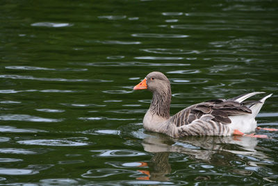 Ducks swimming in lake