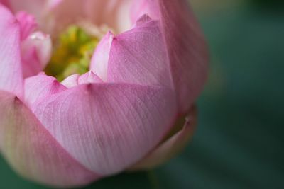 Close-up of pink flowers