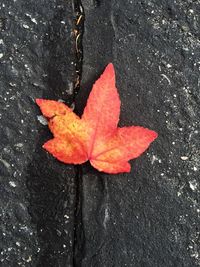 Close-up of maple leaves on road