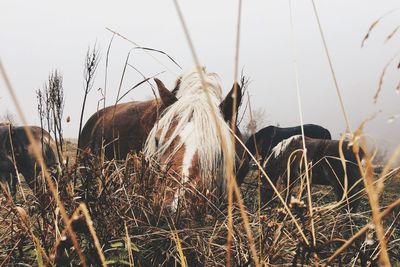 Close-up of horse on field against clear sky