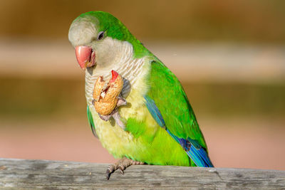 Close-up of parrot perching on tree eating a nut