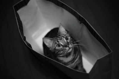Portrait of cat sitting in shopping bag