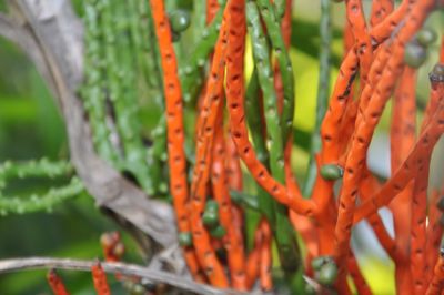 Close-up of plant