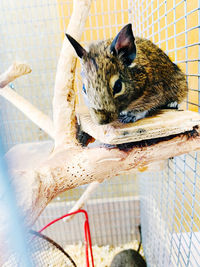 Close-up of animal eating food in cage