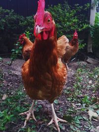 Close-up of rooster in farm