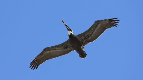 Low angle view of eagle flying against clear blue sky