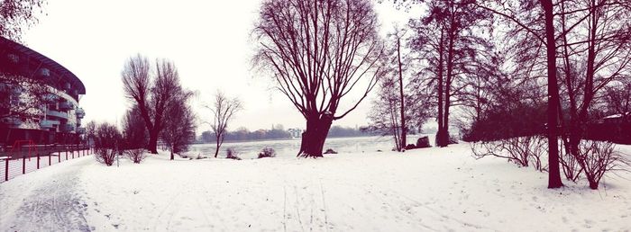 Bare trees on landscape