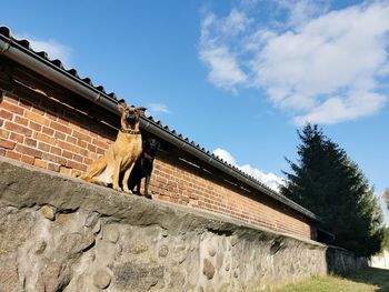 Low angle view of horse by wall against sky