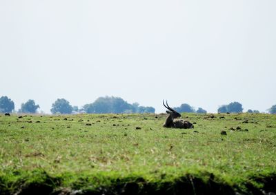 Sheep on field against clear sky