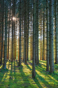 Pine trees in forest