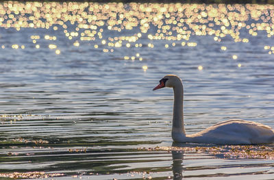 Swan swimming in lake