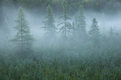 Trees in forest