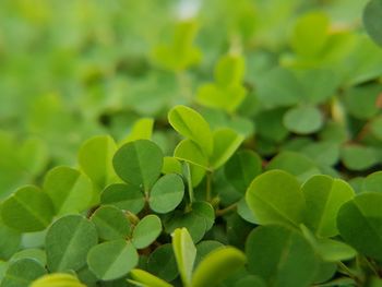 Close-up of fresh green leaves