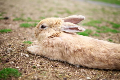 Close-up of rabbit