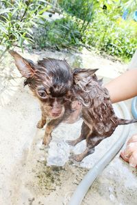Woman playing with dog
