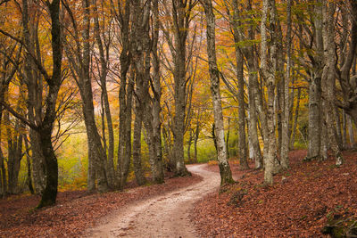 Road amidst trees in forest during autumn