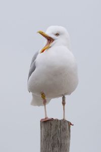 Close-up of bird perching on pole against white background