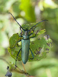 Close-up of grasshopper on leaf