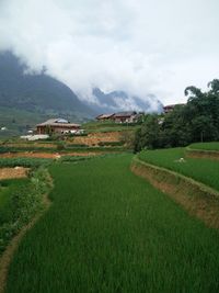 Scenic view of field against sky